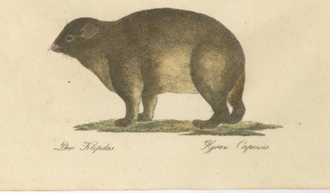 Alpine Marmot, Hamster, Lemming & Rock Hyrax, Brodtmann Lithograph, 1816, close-up 4
