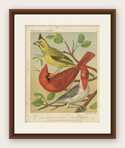 Antique Bird Print of Black-Crested, Red-Crested Cardinal, Cardinal Grosbeak, shown framed