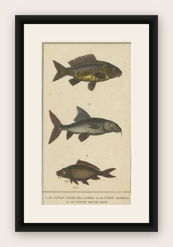 Antique Print of the Barbel Fish and other Fish Species, 1844, shown framed
