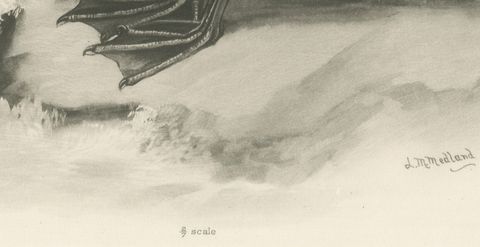 Gannet, Immature, Antique Bird Print after Lilian Medland, circa 1909, close-up 1