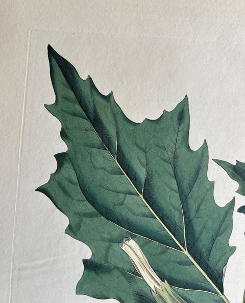 Datura Stramonium, Thorn Apple Botanical Engraving by Curtis c.1817, view 7