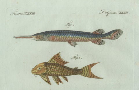 Original Antique Print of Gar and Exotic Armored Fish by Bertuch, c. 1800, close-up 2