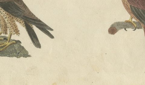 Falcons and Hawks including the Peregrine, Antique Bertuch Print, circa 1805, close-up 2