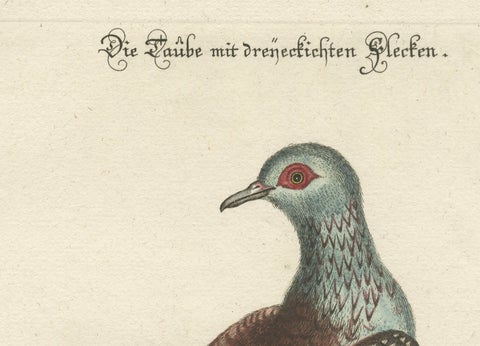 Antique Hand-Colored Pigeon Engraving, Copperplate, Circa 1770, close-up 6