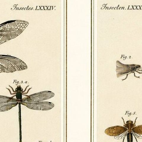 Pair of Antique Dragonfly, Cicada & Exotic Insect Engravings, Bertuch, c.1815, close-up 4