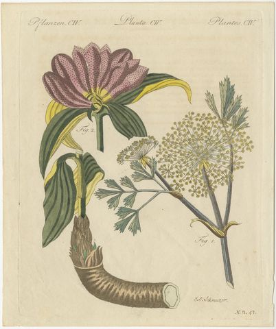 Galbanum and Hungarian Gentian, Antique Bertuch Print, circa 1805, view 2