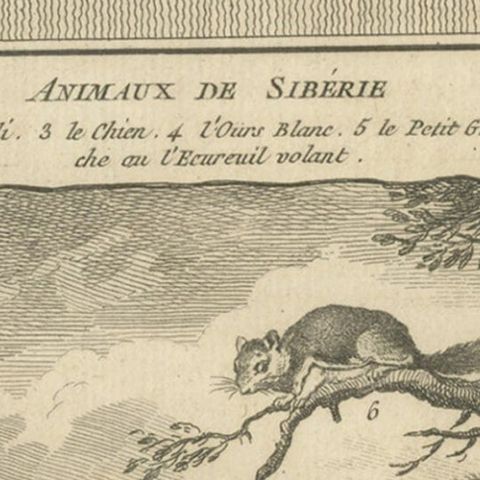 Antique Engraving of Animals of Siberia, 1768, close-up 2