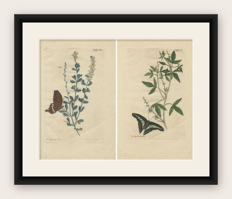 Exotic Botanicals and Rare Butterflies, Hand-Colored Dutch Prints from 1775, shown framed
