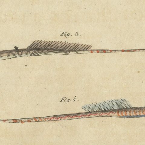 Hammerhead Shark with Pipefish and Sea Moths, Antique Bertuch Print, circa 1820, close-up 6