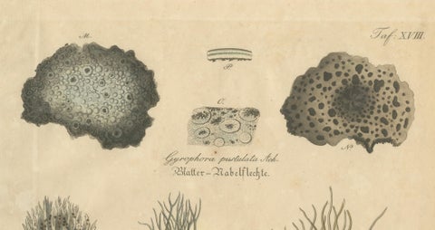 Antique Lichen Botanical Print, Dye & Chemical Species, c.1831, close-up 1