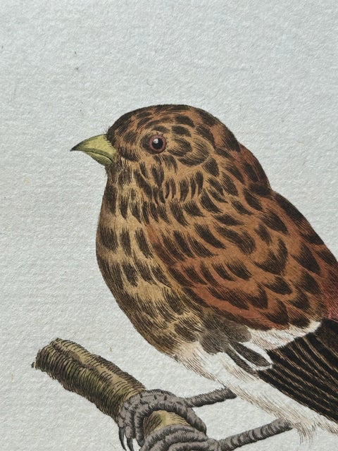 Twite, Fringilla Flavirostris, Antique Hand-Coloured Bird Print, 1809, view 7