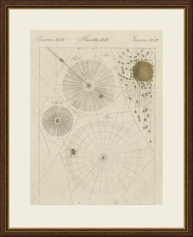 Spider Webs with Hatching Spiderlings, Antique Bertuch Print, circa 1805, shown framed