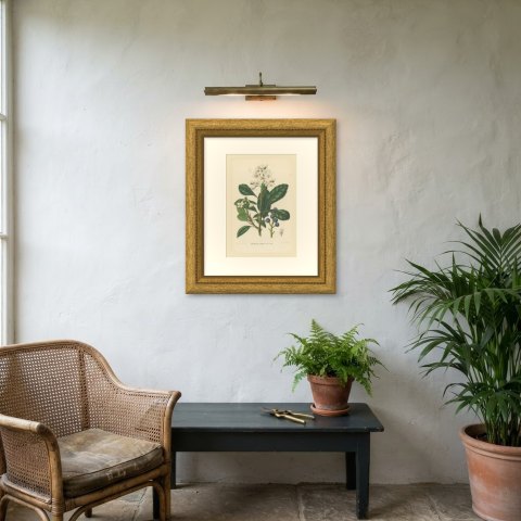 Raphiolepis Japonica, Flowers and Blue Berries Chromolithograph, 1859, shown framed on a wall