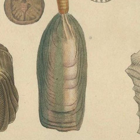 Marine Curiosities: An Assortment of Shells and Sea Life, 1845, close-up 5