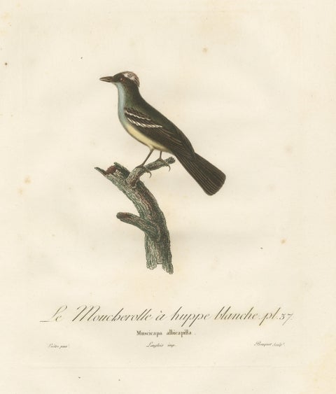 White-Crested Flycatcher - 'Le Moucherolle à huppe blanche' Ornithological Art, view 3