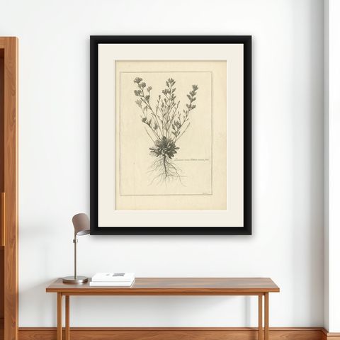 Antique Botany Print of a Limonium Flowering Plant, circa 1680, shown framed on a wall
