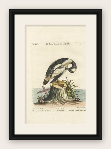 Hand-Colored Engraving of the Small Black and White Duck by Seligmann, ca.1770, shown framed