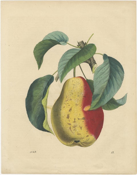 Antique Fruit Prints, Pears, Strawberry, Apple with Insects, circa 1850, view 3