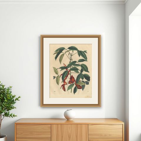 Antique Botany Print of an Erythrina Plant by C. Hoffmann, 1847, shown framed on a wall