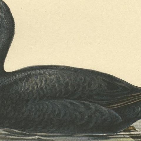 Antique Bird Print of the Black Scoter by Von Wright, 1929, close-up 2