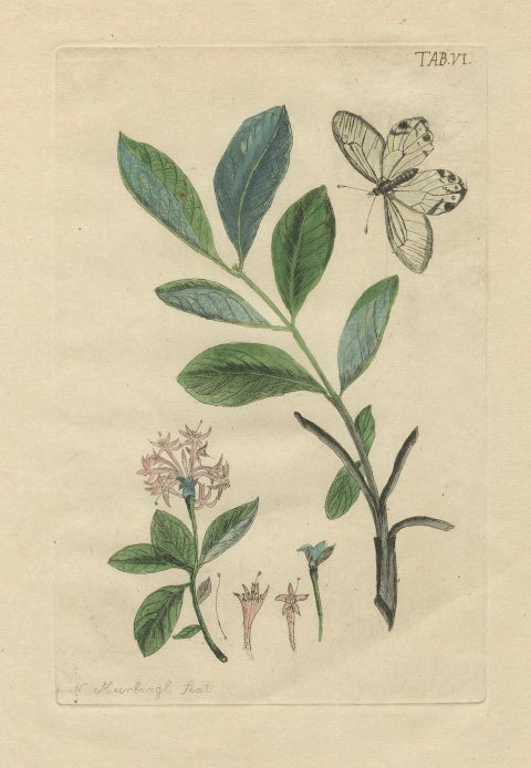 Wings and Wonders of the Garden, Rare Botanical and Butterfly Plates from 1775, close-up 3
