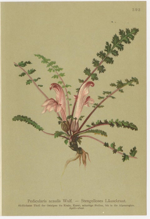Eight Small Original Antique Pedicularis Wildflower Prints from the Alps, 1897, view 9
