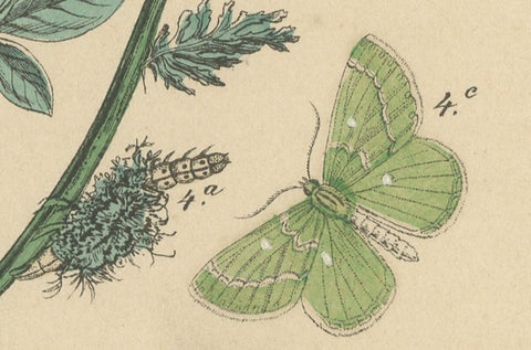 Victorian Moth Illustrations by William Forsell Kirby, 1882, close-up 1