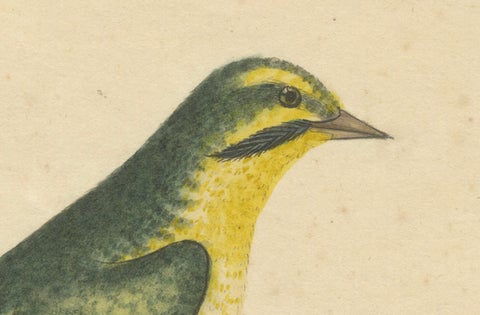 Late 18th-century Hand-Colored Copperplate Engraving of the Yellow Finch, 1794, close-up 4