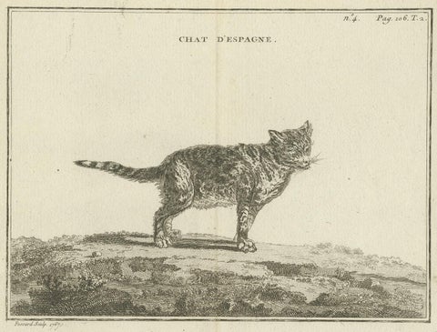 Antique Print of a Calico Cat by Fessard, 1819, view 4