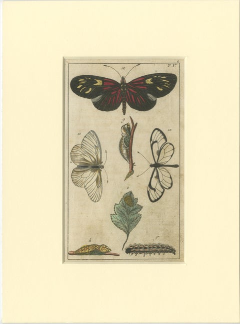 Set of 4 Antique Butterfly Prints Also Showing Caterpillars and Pupae, view 4