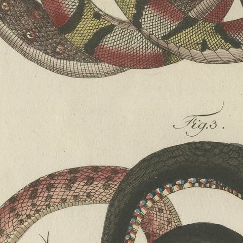 Four Intertwined Snakes, Antique Bertuch Print, Vienna, circa 1805, close-up 6