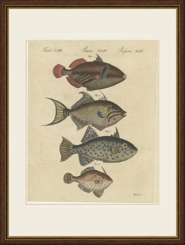 Triggerfish and Filefish from Tropical Reefs, Antique Bertuch Print, circa 1815, shown framed