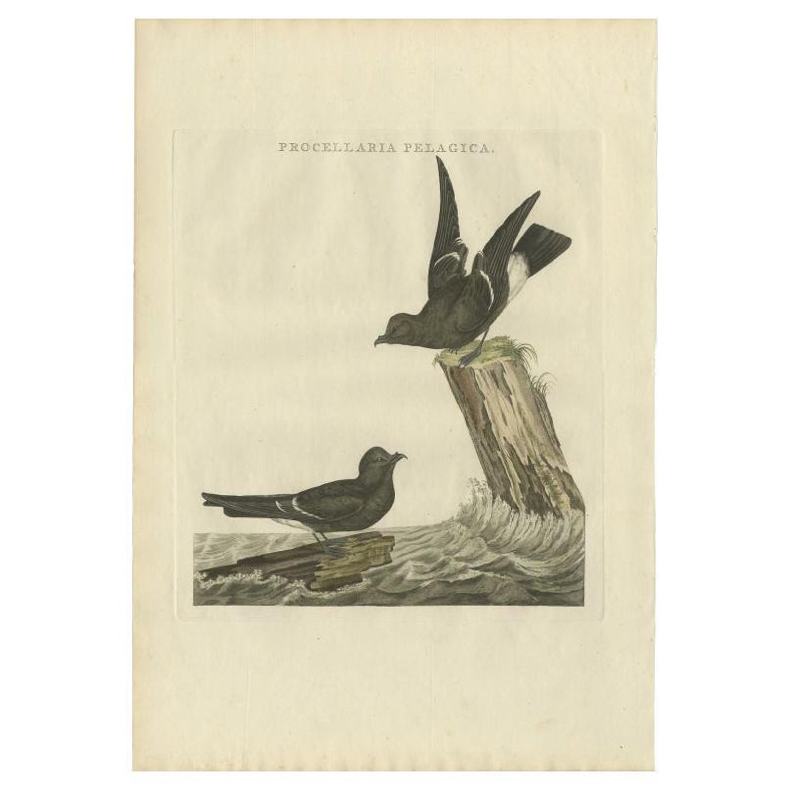 Antique Bird Print of the European Storm-Petrel by Sepp & Nozeman, 1797