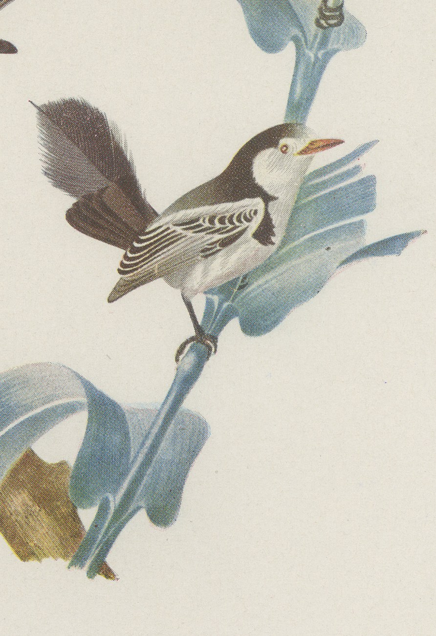 Racket-Tailed Motmots and Kingfishers, Brazilian Bird Print, Descourtilz, 1944, view 5