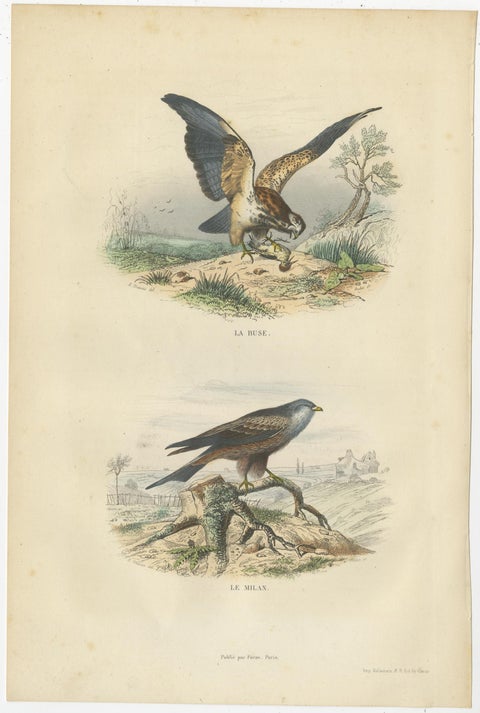 Set of 4 Antique Bird Prints Osprey, Eagle, Buzzard, Falcon by Buffon, 1839, view 3