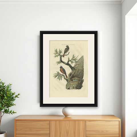 Antique Bird Print of Redstarts by Sepp & Nozeman, 1770, shown framed on a wall