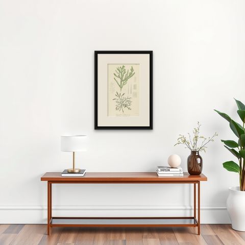 Antique Botany Print of Dacrydium Elatum and a Podocarpus Species, shown framed on a wall