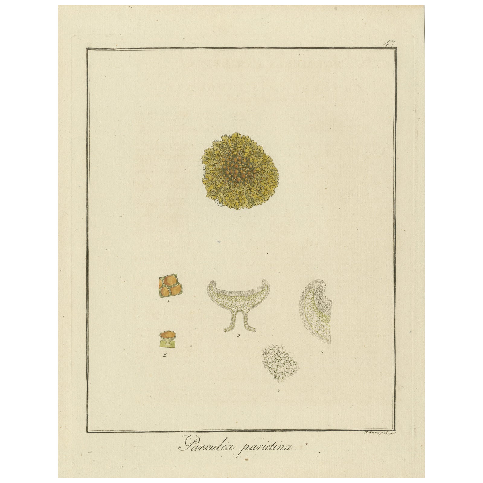 Engraving of Common Orange Lichen, Parmelia parietina, Published in 1819