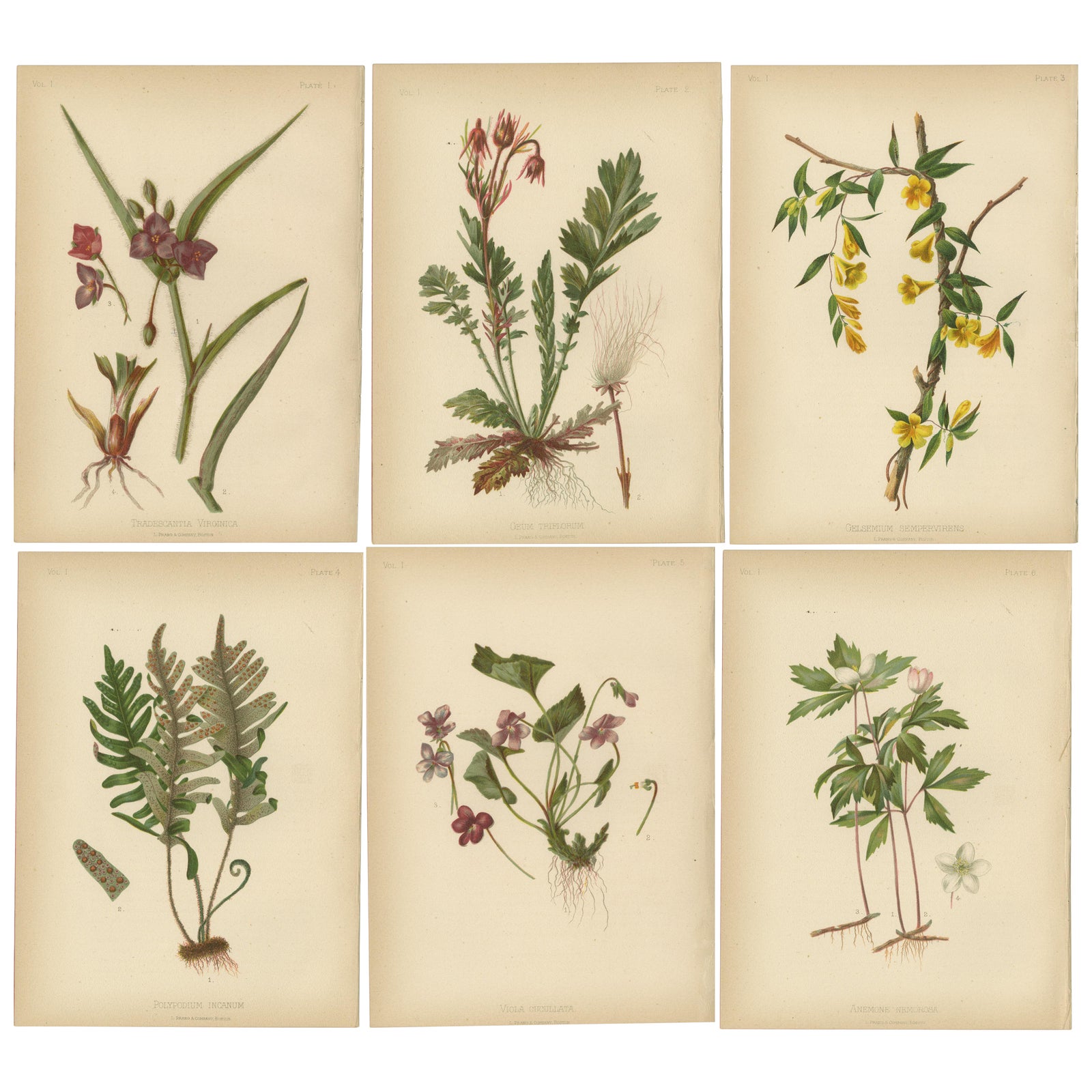 Native US Flora - Six Original Botanical Chromolithograps, 1879