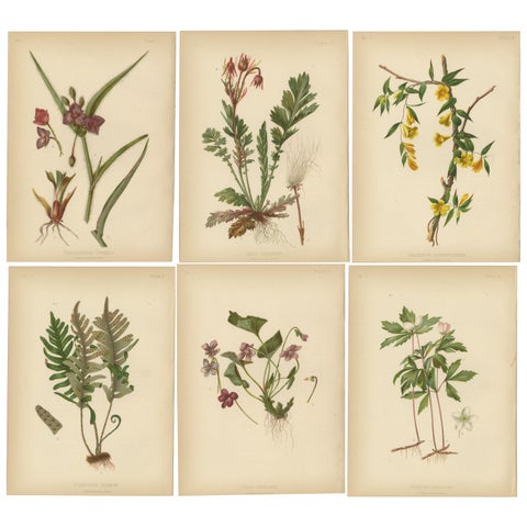 Native US Flora - Six Original Botanical Chromolithograps, 1879