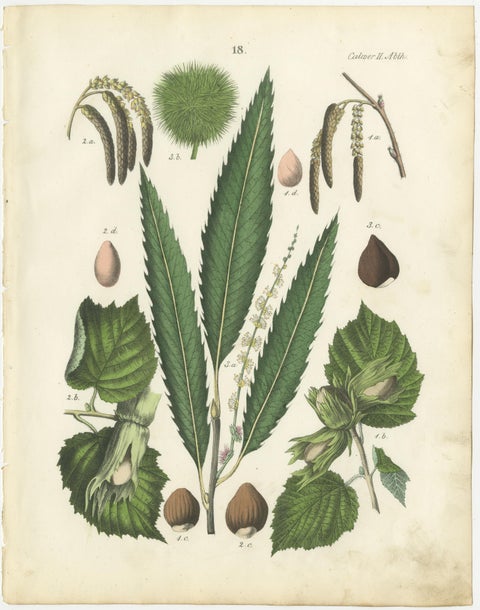 Antique Nut & Tree Botanical Chromolithographs, Walnut & Chestnut, Calwer 1854, view 3