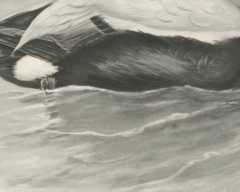 Eider Drake Swimming, Plate CLXXXVII after Lilian Medland, c. 1909, close-up 2