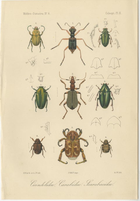 Set of 2 Antique Beetle Prints, Scarab, Ground & Longhorn Beetles, Sumatra 1887, view 2