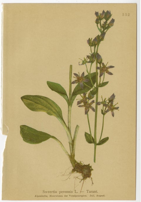 Antique Botanical Prints Alpine Gentians Set of 8, Chromolithographs, 1897, view 9