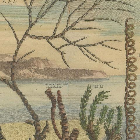 Colored Antique Print of various Water Plants including Coral in Southeast Asia, close-up 2