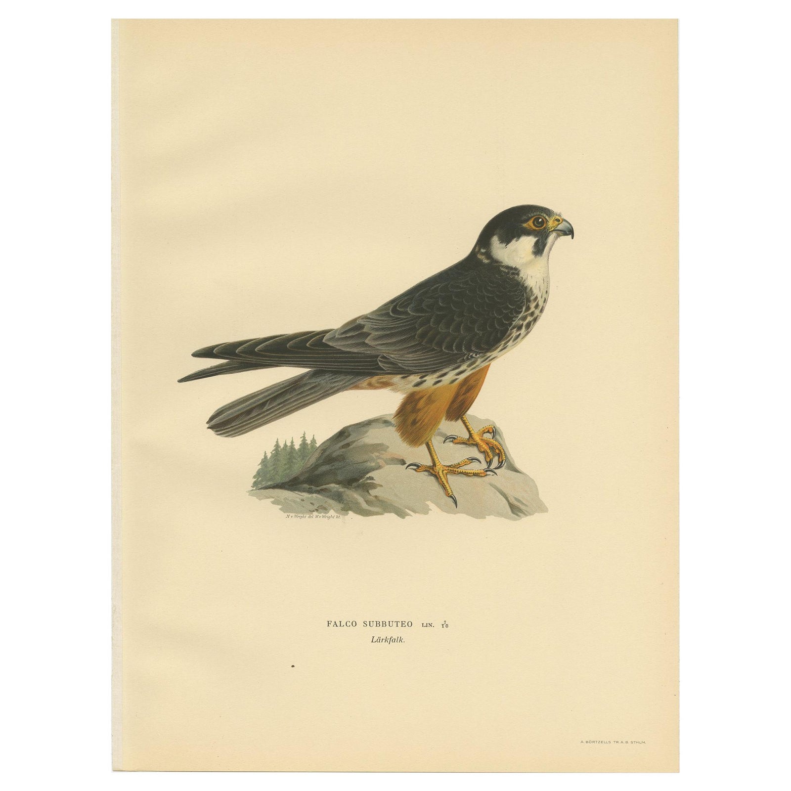 Antique Bird Print of the Eurasian Hobby Falcon by Von Wright, 1929