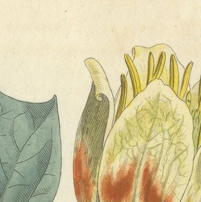 Antique Botany Print of Liriodendron Tulipifera or Common Tulip Tree, close-up 1