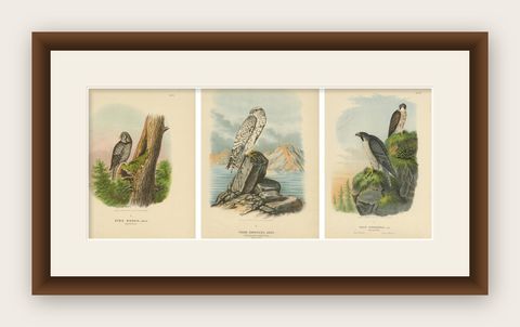 Falcons and Owls, Set of Three Antique Bird Prints, 19th Century c.1894, shown framed