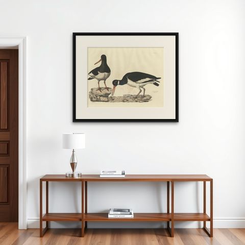 Seasonal Plumage of a Life Seize Engraving of the Common Oystercatcher, 1826, shown framed on a wall