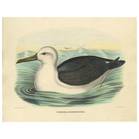 Antique Bird Print of a Yellow-Nosed Albatros Made After D.G. Elliot, 1869